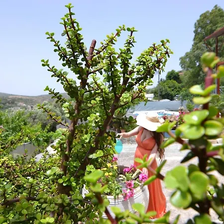 Villa Olive Tree With Private Pool
